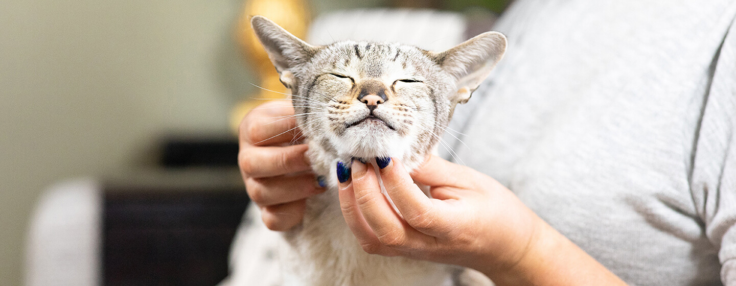 Stroking A Cat Under It's Chin